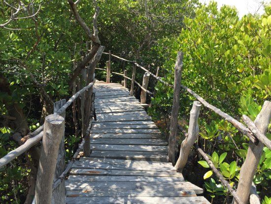 Gazi Mangrove Boardwalk